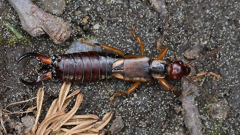 File:European Earwig (Forficula auricularia), Male - Guelph, Ontario.jpg