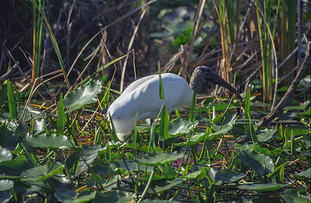 Polski: Dławigad amerykański English: The Wood Stork