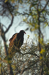 Polski: Sępnik różowogłowy, urubu różowogłowy (Cathartes aura) English: The turkey vulture