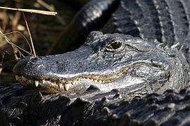 Un alligator d'Amérique dans le parc national des Everglades (Floride, États-Unis).