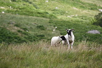 A ewe and lamb in Scotland in Balquhidder