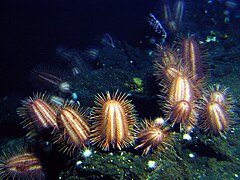 Dermechinus horridus, an abyssal species, at thousands of meters deep