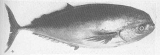 <span class="mw-page-title-main">Louvar</span> Species of fish