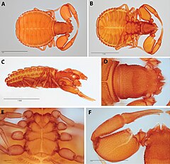 Description de l'image Feaella (Tetrafeaella) obscura (10.3897-zse.96.56885) Figure 2.jpg.