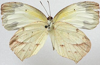 Underside of winter form Female Mexican Yellow, Megan McCarty89.jpg