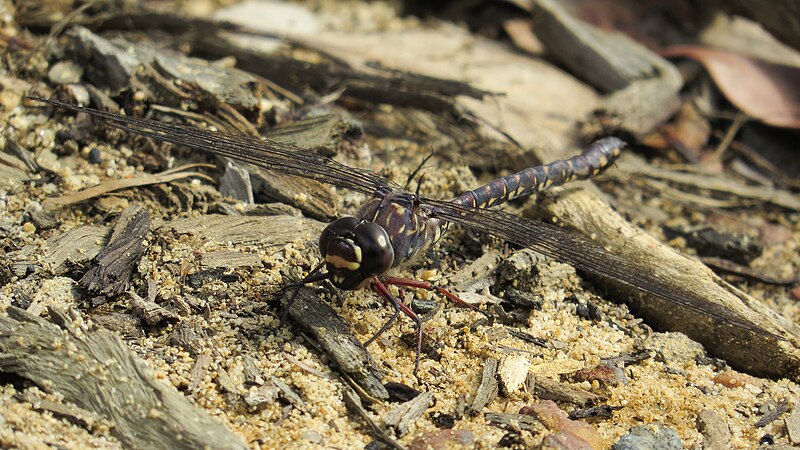 File:Female Sydney Mountain Darner face (16515691064).jpg