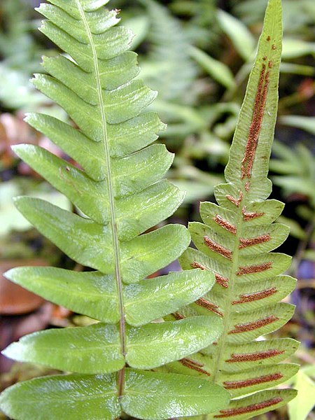 File:Fern frond pinnate.jpg