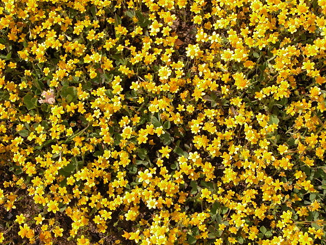 Figueroa Mountain wildflowers, 2005