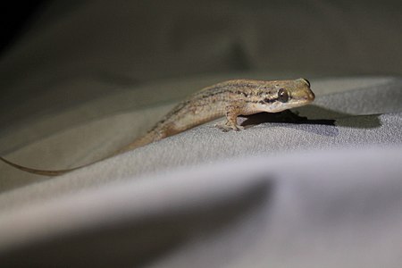 Geckolepis polylepis