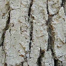 Fissurina alligatorensis - Flickr - pellaea (2).jpg