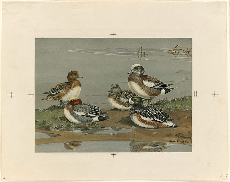 File:Five Ducks on a Bank (Boston Public Library).jpg