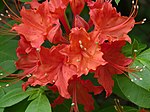 Flame Azalea Rododendron calendulaceum 