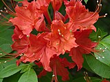 Flame Azalea Rhododendron calendulaceum 'Mandarin Red' Closeup 3264px.jpg