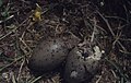 Flatholm Lesser Black-Back hatching 2nd egg cracking 12.6.71 (32648627920).jpg