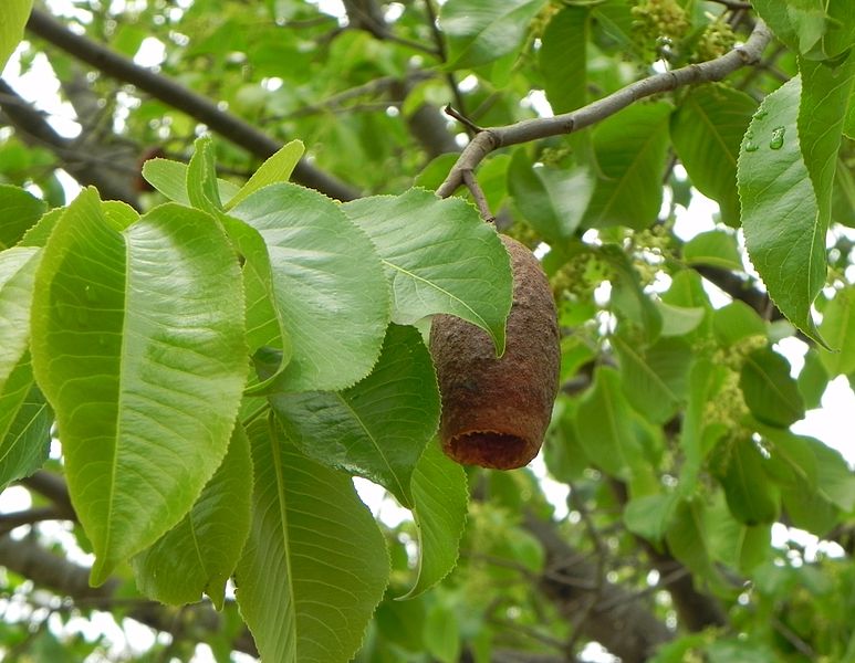 File:Flickr - João de Deus Medeiros - Cariniana estrellensis (2).jpg