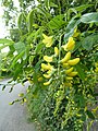 Laburnum anagyroides