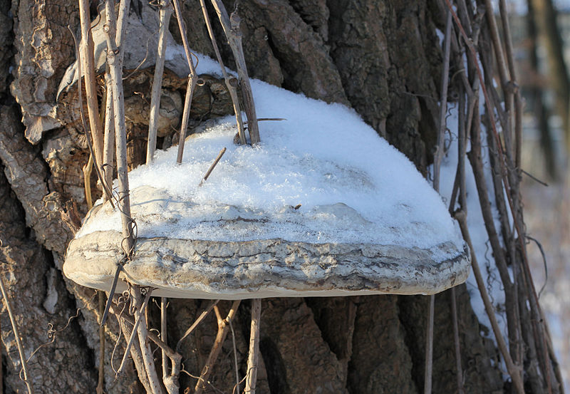 File:Fomes fomentarius 2014 G1.jpg