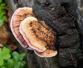 <i>Rhodofomitopsis lilacinogilva</i> Species of fungus