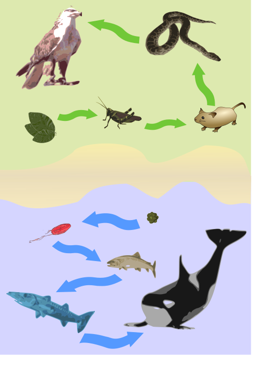 File:FoodChain.svg - Wikimedia Commons