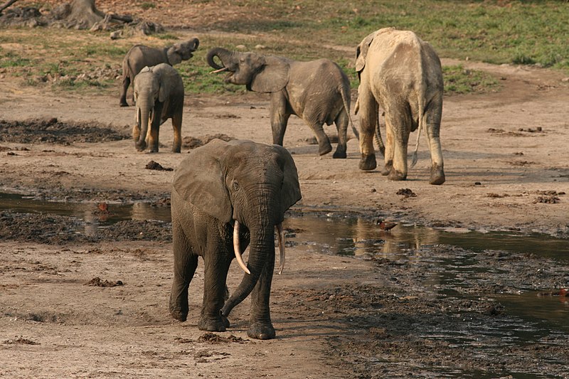 File:Forest elephant group 9 (6841412506).jpg