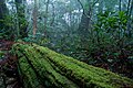 尾之間歩道の森