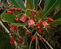 F. racemosa