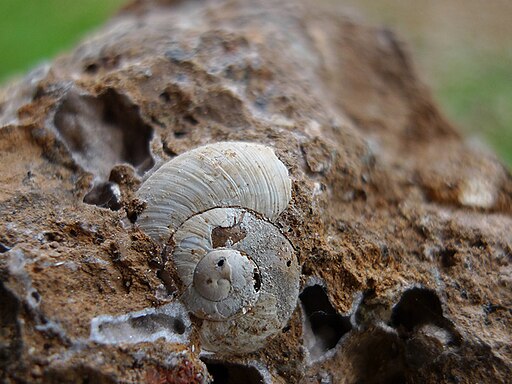 Fossil of Tacheocampylaea raspailii