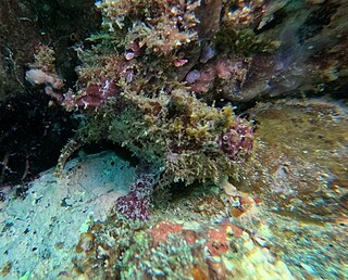 <i>Fowlerichthys avalonis</i> Species of frogfish