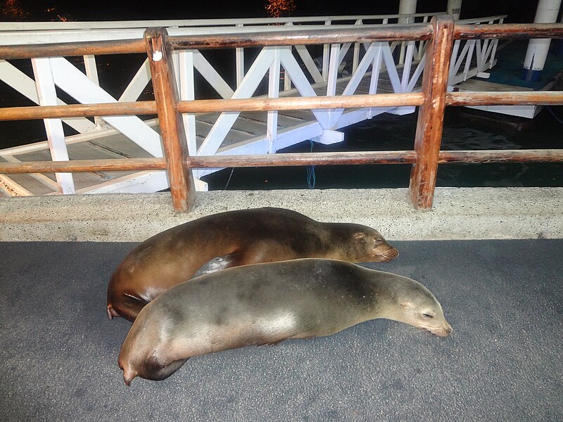 File:Galápagos sea lion (Zalophus wollebaeki) Puerto Ayora, Island of Santa Cruz.JPG