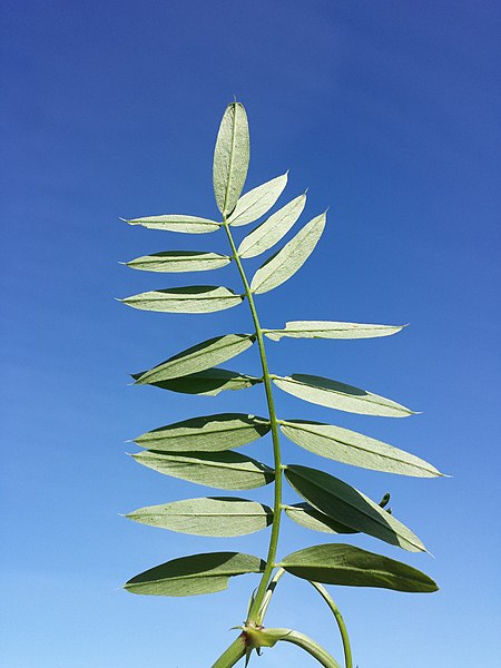 File:Galega officinalis sl37.jpg