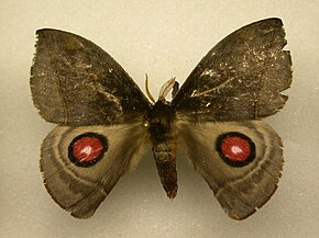 Gamelia (moth) httpsuploadwikimediaorgwikipediacommonsthu