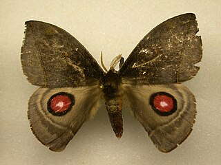 <i>Gamelia</i> (moth) Genus of moths