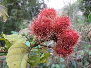 Fruits du roucou