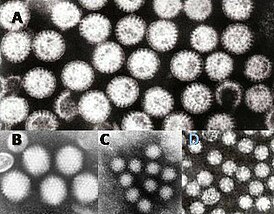 Вирусы — возбудители гастроэнтерита: A = rotavirus, B = adenovirus, C = Norovirus, D = Astrovirus Для возможности сравнения размеров вирусы показаны с одинаковым увеличением