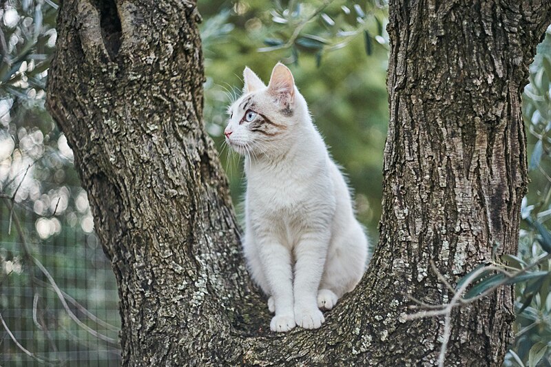 File:Gatto comune europeo albino con sfumature.jpg