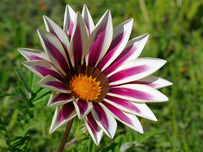 File:Gazania rigens20230516 19771.jpg