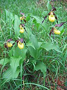 Башмачок настоящий (лат. Cypripedium calceolus) — многолетнее травянистое растение семейства Орхидные[1].