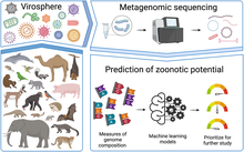 28 September: Researchers develop machine learning models for genome-based early detection and prioritization of high-risk potential zoonotic viruses. Genomic signatures for predicting the zoonotic potential of novel viruses (graphical summary).png