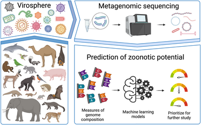 Machine learning could be used to prioritize novel viruses to identify high-risk potential zoonotic spillovers based only on genomic signatures. Genomic signatures for predicting the zoonotic potential of novel viruses (graphical summary).png