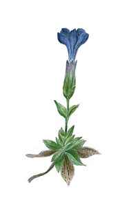 Gentiana