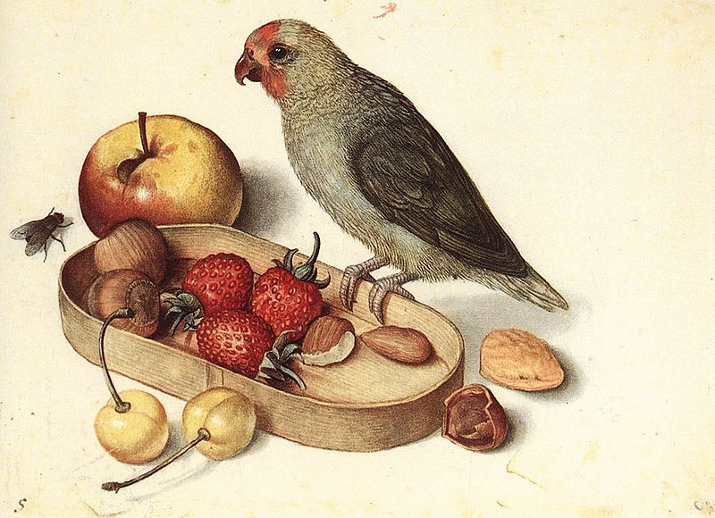 File:George Flegel Still-Life with Pygmy Parrot.jpg