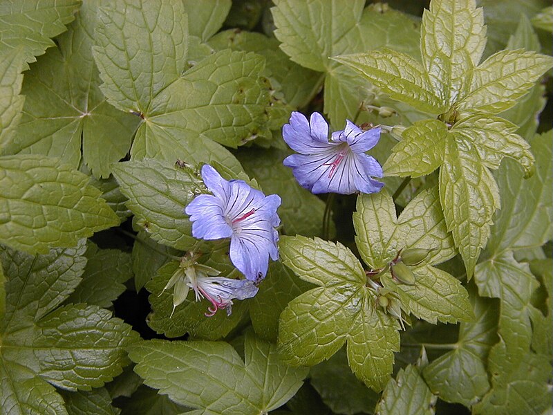 File:Geranium nodosum.jpg