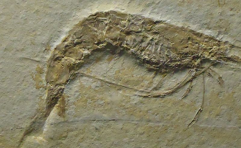 File:Gfp-shrimp-fossil.jpg