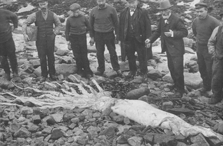 Giant squid that "came ashore on the Scottish west coast", date not specified (Bright, 1989:64–65).