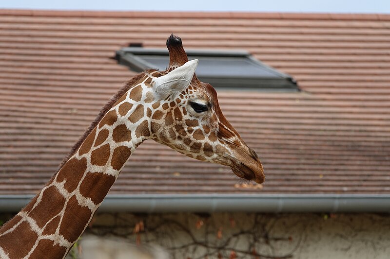 File:Girafe - tête (Giraffa camelopardalis).jpg