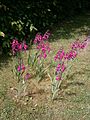 Gladiolus × byzantinus