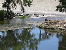 A bird in the river Glendale Narrows 2019b.jpg