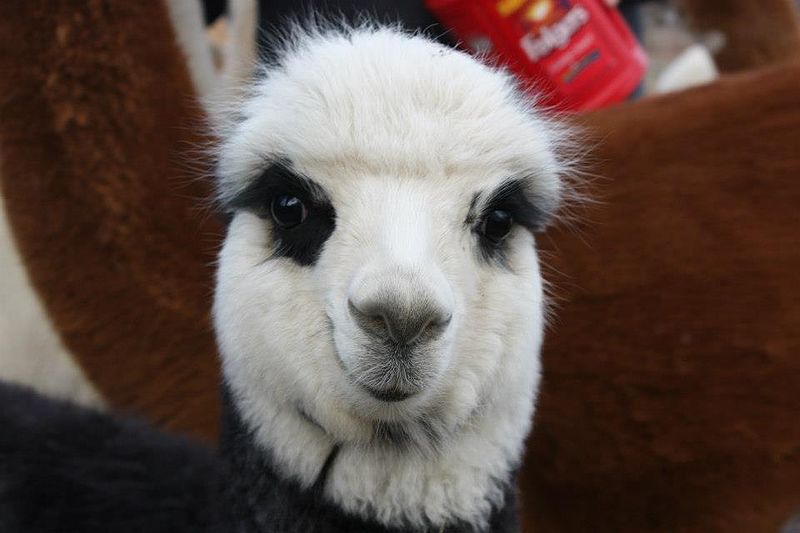 File:Gloucester the alpaca.jpg