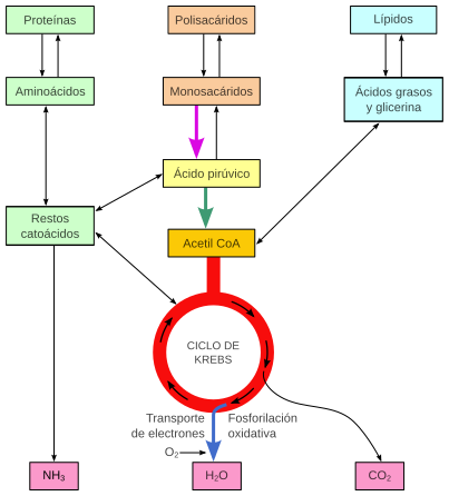 Glucolisis ruta anabolica y catabolica