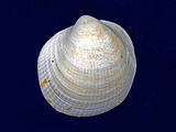 Fossilized shell of a Glycymeris, or bittersweet clam Glycymerididae - Glycymeris inflata.JPG